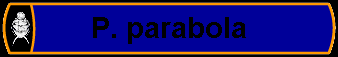 P. parabola
