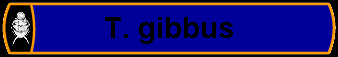 T. gibbus